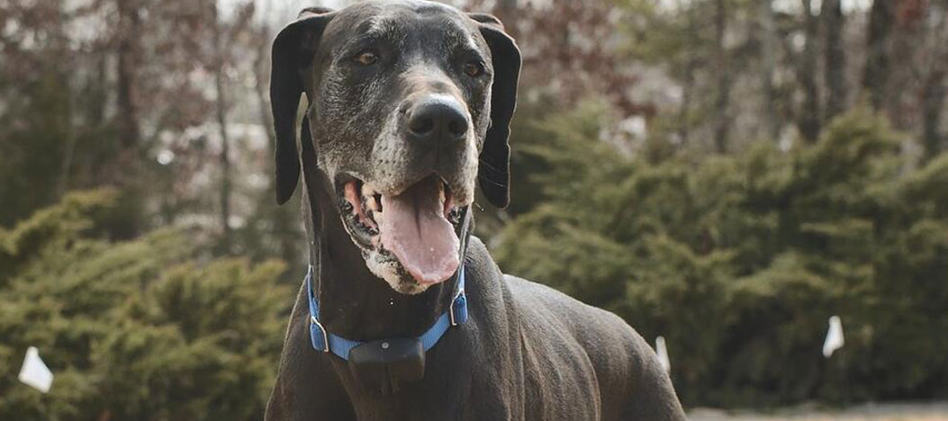 Great dane clearance jumping fence